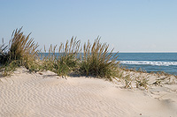 sand dunes at Chincoteague Island