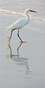 picture of egret